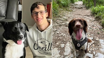 Year Ender 2023: The image shows two dogs who helped save the lives of others. (Instagram/@weratedogs, Facebook/@Calweton Veterinary Group) Year Ender 2023: The image shows two dogs who helped save the lives of others. (Instagram/@weratedogs, Facebook/@Calweton Veterinary Group)