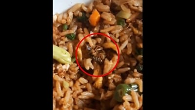 Cockroach inside chicken fried rice ordered via Zomato in Bengaluru. (X/@Harshit99115881) Cockroach inside chicken fried rice ordered via Zomato in Bengaluru. (X/@Harshit99115881)