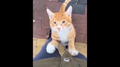 Cat climbing up a human's leg for a warm hug. (X/@Yoda4ever) Cat climbing up a human's leg for a warm hug. (X/@Yoda4ever)