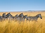 kenya