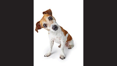 (Adobe Stock) (Adobe Stock)