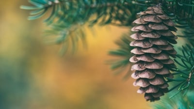 Pine Cone: Pine cones serve as a universal symbol of Christmas worldwide, adorning trees and acting as table centerpieces. Beyond decoration, they symbolize nature and the winter season, embodying notions of renewal, growth, and the hopeful anticipation of spring to come. (Unsplash) Pine Cone: Pine cones serve as a universal symbol of Christmas worldwide, adorning trees and acting as table centerpieces. Beyond decoration, they symbolize nature and the winter season, embodying notions of renewal, growth, and the hopeful anticipation of spring to come. (Unsplash)