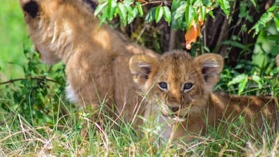 Maasai Mara National Reserve: Embark on a thrilling safari adventure in the breathtaking Maasai Mara National Reserve, one of Africa's most spectacular wildlife destinations. (Unsplash) Maasai Mara National Reserve: Embark on a thrilling safari adventure in the breathtaking Maasai Mara National Reserve, one of Africa's most spectacular wildlife destinations. (Unsplash)