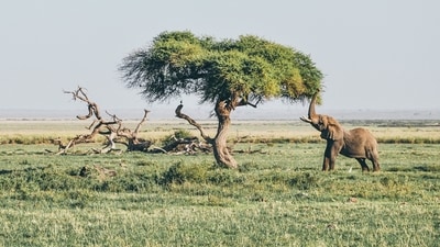 Amboseli National Park: Nestled against the backdrop of Africa's highest peak, this park is renowned for its herds of big-tusked elephants. A popular destination, it stands as one of Kenya's premier wildlife-viewing parks, boasting 400 species of birds. (Unsplash) Amboseli National Park: Nestled against the backdrop of Africa's highest peak, this park is renowned for its herds of big-tusked elephants. A popular destination, it stands as one of Kenya's premier wildlife-viewing parks, boasting 400 species of birds. (Unsplash)
