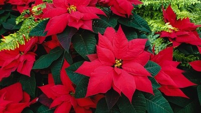 Poinsettia: The poinsettia symbolizes various sentiments, including joy, love, purity, and hope. Its red leaves, shaped like a star, hold special significance for many Christians as the flower is associated with the Star of Bethlehem. (Unsplash) Poinsettia: The poinsettia symbolizes various sentiments, including joy, love, purity, and hope. Its red leaves, shaped like a star, hold special significance for many Christians as the flower is associated with the Star of Bethlehem. (Unsplash)