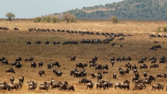 Kenya Visa Free Entry: Wildebeests gather ahead of crossing the Mara river during their migration to greener pastures, in the Maasai Mara game reserve. (Reuters)