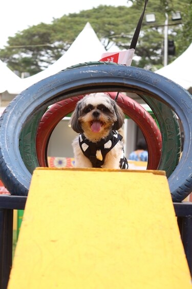 Pet parents, must not miss this as your furry friends will experience an amazing outing that includes fashion show, talent round and even a leash-free play area.