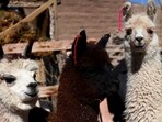 Llamas Llamas