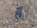 All the phones, taken away by the alleged 'mastermind' Lalit Mohan Jha from the other accused, were found in burnt condition. All the phones, taken away by the alleged 'mastermind' Lalit Mohan Jha from the other accused, were found in burnt condition.