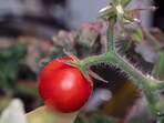 The image shows a tomato-grown space. The image shows a tomato-grown space.