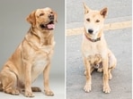 Adopting a pet comes with a great responsibility and commitment for life. 