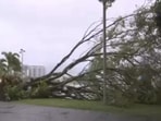 Image of a fallen tree in the city. Image of a fallen tree in the city.