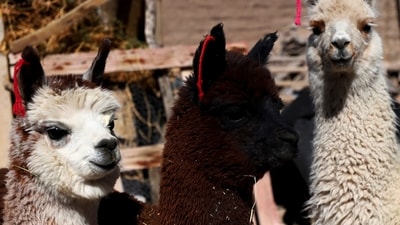 Llamas (AP) Llamas (AP)