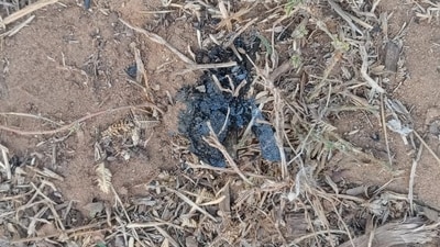 All the phones, taken away by the alleged 'mastermind' Lalit Mohan Jha from the other accused, were found in burnt condition. All the phones, taken away by the alleged 'mastermind' Lalit Mohan Jha from the other accused, were found in burnt condition.