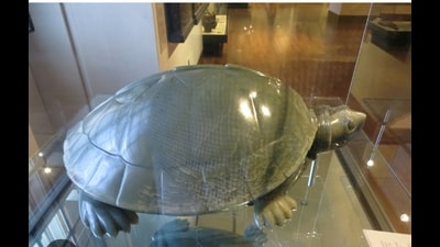 The jade terrapin artefact at British Museum in London. (sourced) The jade terrapin artefact at British Museum in London. (sourced)