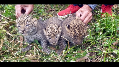 The leopard cubs were discovered during the harvesting of sugarcane in the field belonging to Dyavannanayaka at Ayarahalli village (representative image) The leopard cubs were discovered during the harvesting of sugarcane in the field belonging to Dyavannanayaka at Ayarahalli village (representative image)