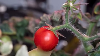 The image shows a tomato-grown space. (YouTube/@NASA Johnson)