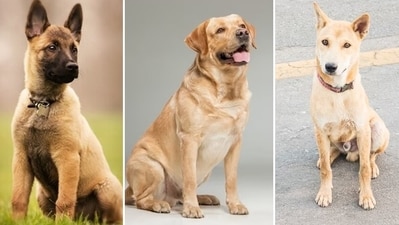 Adopting a pet comes with a great responsibility and commitment for life. (Freepik) Adopting a pet comes with a great responsibility and commitment for life. (Freepik)