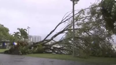 Image of a fallen tree in the city. (AP File)