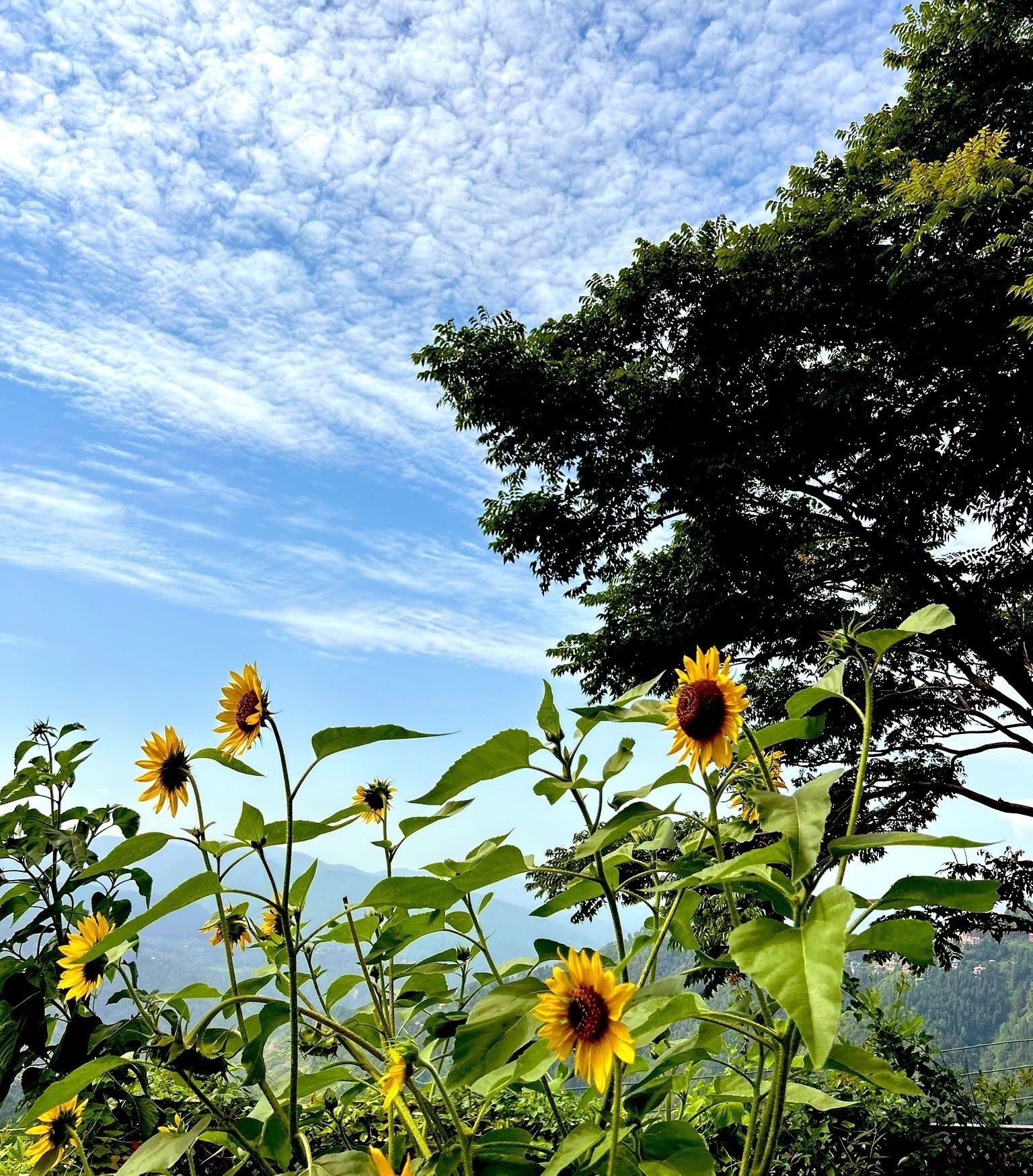 Sunflowers and fair weather clouds over Trivedis’ Shimla residence. (PHOTO: SATWANT ATWAL TRIVEDI) Sunflowers and fair weather clouds over Trivedis’ Shimla residence. (PHOTO: SATWANT ATWAL TRIVEDI)