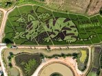 A lively cat image created by Thunyapong Jaikum, a thai farmer and artist, is seen in rice fields in Chiang Rai province, north of Thailand. 