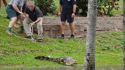 Australia Floods: A crocodile being wrangled from floodwaters in the Northern Queensland town of Ingham. (AFP) Australia Floods: A crocodile being wrangled from floodwaters in the Northern Queensland town of Ingham. (AFP)