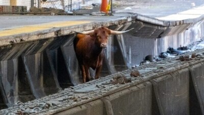 Due to the bull's presence on the tracks, train traffic between New Jersey and New York got disrupted. (X(formerly Twitter)) Due to the bull's presence on the tracks, train traffic between New Jersey and New York got disrupted. (X(formerly Twitter))