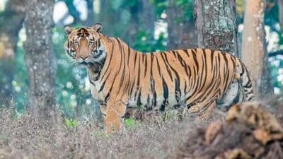 T35, the young tiger trying to claim its territory in STR, after a fight with T31. (X/Similipal_South) T35, the young tiger trying to claim its territory in STR, after a fight with T31. (X/Similipal_South)