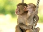 Monkeys