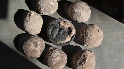Many others worshipped similar findings discovered during an excavation in Dhar and neighbouring districts. (File) Many others worshipped similar findings discovered during an excavation in Dhar and neighbouring districts. (File)