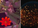 The image shows parts of experiments conducted aboard the ISS. The image shows parts of experiments conducted aboard the ISS.