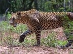Leopard (PTI) Leopard (PTI)
