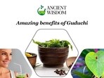 Each part of Guduchi or Giloy from its stem, root, leaves, fruits, bark have different medicinal properties. Each part of Guduchi or Giloy from its stem, root, leaves, fruits, bark have different medicinal properties.