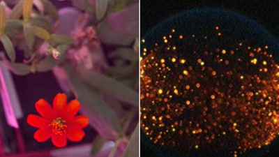 The image shows parts of experiments conducted aboard the ISS. (YouTube/@ReelNASA)