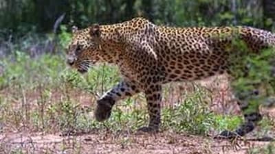 Leopard (PTI) Leopard (PTI)