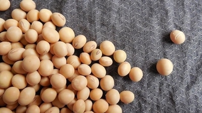 Soy products: Isoflavones are found in soy products and mimic oestrogen, which may help reduce hot flashes and other symptoms of menopause, which improves sleep quality. (Pixabay) Soy products: Isoflavones are found in soy products and mimic oestrogen, which may help reduce hot flashes and other symptoms of menopause, which improves sleep quality. (Pixabay)
