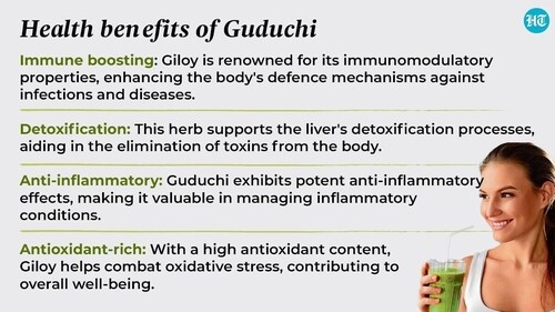 Guduchi’s detoxifying prowess extends its benevolence to vital organs, particularly the liver, kidney and gut, facilitating the expulsion of toxins and fostering optimal organ function Guduchi’s detoxifying prowess extends its benevolence to vital organs, particularly the liver, kidney and gut, facilitating the expulsion of toxins and fostering optimal organ function