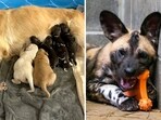 A Golden Retriever is lovingly raising a pack of endangered African wild dog puppies at an Indiana zoo, even though she is not their biological mother (Potawatomi Zoo/Facebook) A Golden Retriever is lovingly raising a pack of endangered African wild dog puppies at an Indiana zoo, even though she is not their biological mother (Potawatomi Zoo/Facebook)