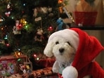 With fun activities you can create lasting memories for your four-legged companions during this special time of the year.