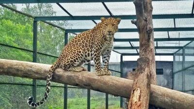 At least five to six deaths were reported due to leopard attacks in both Shirur and Junnar tehsils last year, as per the forest department officials. (HT FILE) At least five to six deaths were reported due to leopard attacks in both Shirur and Junnar tehsils last year, as per the forest department officials. (HT FILE)