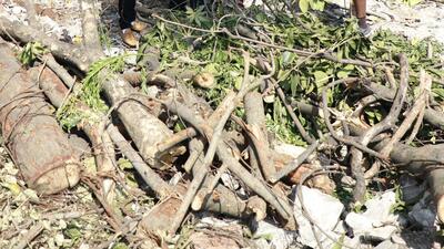Earlier, the Supreme Court had restrained the PMC from cutting trees till December 21 for widening one of the roads there so that a litigant could approach the Bombay High Court with the grievance. (REPRESENTATIVE PHOTO)