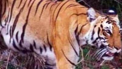 Of the 10 deaths, six tiger cubs died due to starvation, two adult tigers died due to infighting and two were poisoned. (Representative photo/HT archives)