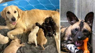 A Golden Retriever is lovingly raising a pack of endangered African wild dog puppies at an Indiana zoo, even though she is not their biological mother (Potawatomi Zoo/Facebook) A Golden Retriever is lovingly raising a pack of endangered African wild dog puppies at an Indiana zoo, even though she is not their biological mother (Potawatomi Zoo/Facebook)