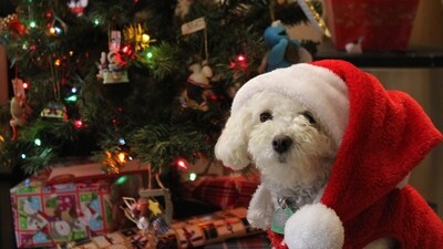 With fun activities you can create lasting memories for your four-legged companions during this special time of the year. (Unsplash/@noelle) With fun activities you can create lasting memories for your four-legged companions during this special time of the year. (Unsplash/@noelle)