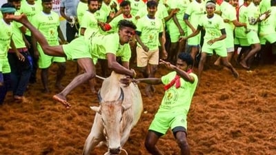 SC allows Jallikattu: On May 18, the Supreme Court upheld the amendments made by the legislatures of Tamil Nadu, Maharashtra, and Karnataka to The Prevention of Cruelty to Animals (PCA) Act, 1960. These amendments allow for bull-taming sports such as Jallikattu, kambala, and bullock-cart races. (PTI) SC allows Jallikattu: On May 18, the Supreme Court upheld the amendments made by the legislatures of Tamil Nadu, Maharashtra, and Karnataka to The Prevention of Cruelty to Animals (PCA) Act, 1960. These amendments allow for bull-taming sports such as Jallikattu, kambala, and bullock-cart races. (PTI)