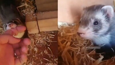 Weasel introducing pet parent to her babies. (X/@_B___S) Weasel introducing pet parent to her babies. (X/@_B___S)