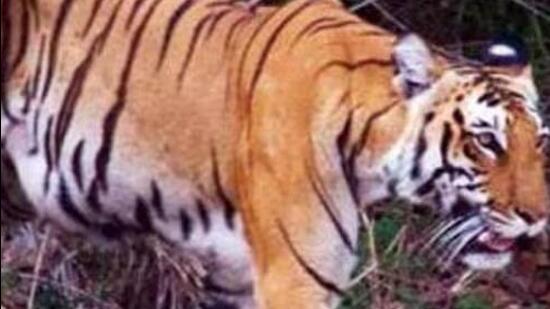 Of the 10 deaths, six tiger cubs died due to starvation, two adult tigers died due to infighting and two were poisoned. (Representative photo/HT archives)