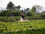 The success of PM-Pranam, the flagship scheme in the push towards natural farming, will squarely depend on the states. It seeks to hand out cash incentives to state governments that can cut their consumption of chemical soil nutrients. The success of PM-Pranam, the flagship scheme in the push towards natural farming, will squarely depend on the states. It seeks to hand out cash incentives to state governments that can cut their consumption of chemical soil nutrients.