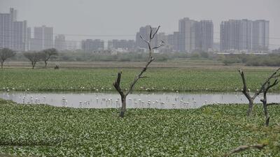 New Delhi, India - June 8, 2019: Nazafgarh Drain or Jheen or Nazafgarh Water Body seen from Village Ghumanhera in Nazafgarh in New Delhi, India, on Saturday, June 8, 2019. (Photo by Vipin Kumar/ Hindustan Times) (Vipin Kumar/HT PHOTO) New Delhi, India - June 8, 2019: Nazafgarh Drain or Jheen or Nazafgarh Water Body seen from Village Ghumanhera in Nazafgarh in New Delhi, India, on Saturday, June 8, 2019. (Photo by Vipin Kumar/ Hindustan Times) (Vipin Kumar/HT PHOTO)