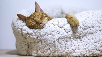 Cozy Pet Bed: Treat your furry friend to a warm and comfortable bed where they can snuggle up during the festive season. (Unsplash) Cozy Pet Bed: Treat your furry friend to a warm and comfortable bed where they can snuggle up during the festive season. (Unsplash)